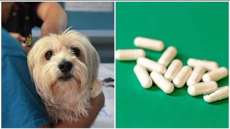 Antibiotico più usato per cani e gatti ritirato dal mercato