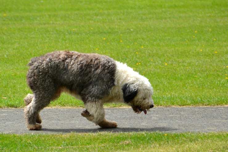 Cagnolino passeggia libero