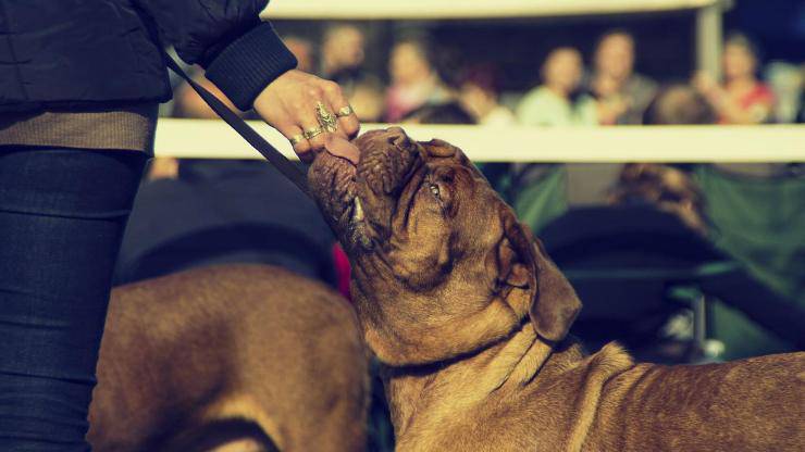 Cosa mangia un Dogue de Bordeaux Alimentazione del Dogue de Bordeaux