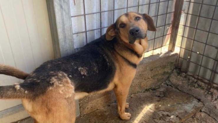 Sguardo speranzoso (Foto Facebook)
