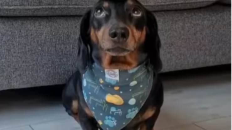 Il cane "incredulo" (Foto video)