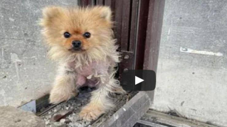 cagnolino triste (Foto video)