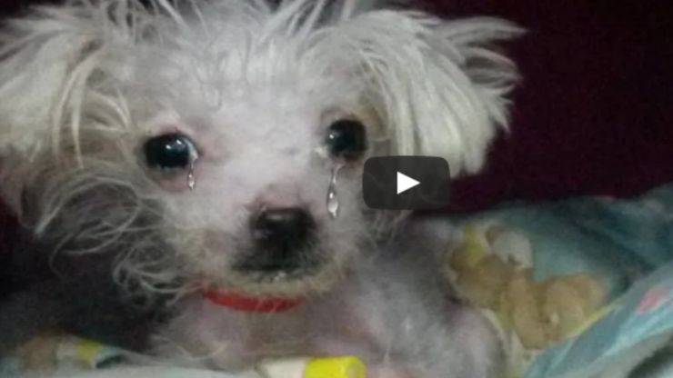 cagnolino triste (Foto video)
