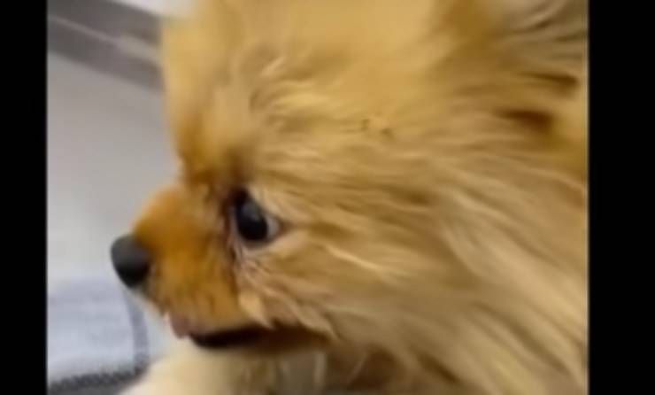 cane in primo piano (Foto video)