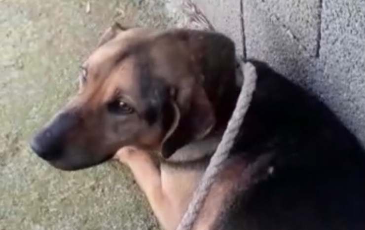 un cane dolcissimo (Foto Facebook)