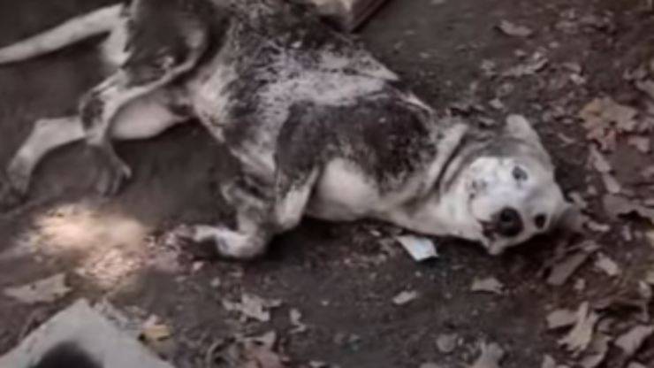 Il cane dispettoso (Foto video)