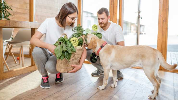 cane può mangiare rape