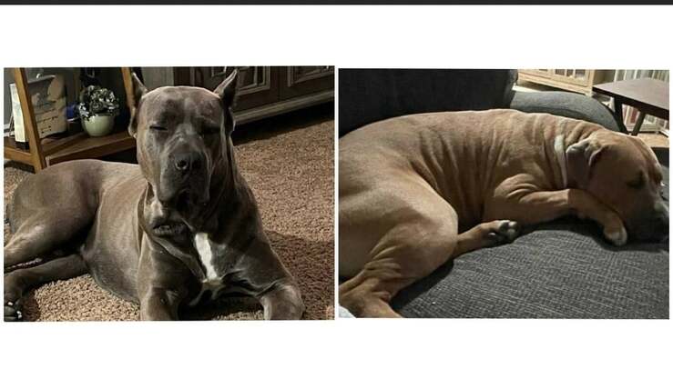 Coppia muore tragicamente lasciando due cani senza una famiglia (Foto)
