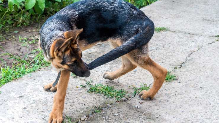 cause comportamento ripetitivo cane