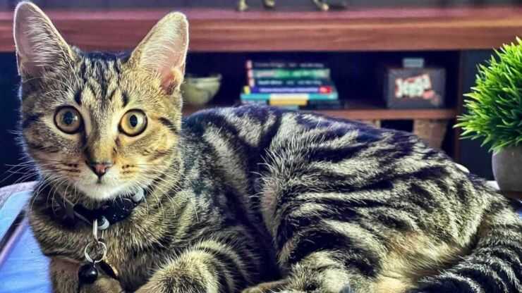 Celtic Shorthair