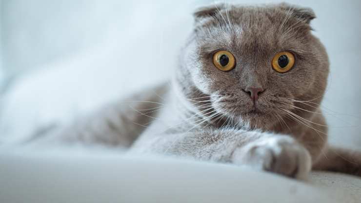 come tranquillizzare un gatto spaventato