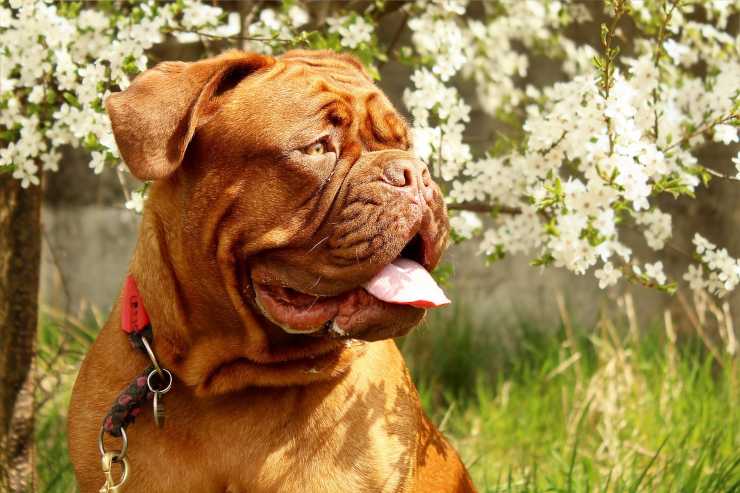 Dogue de Bordeaux