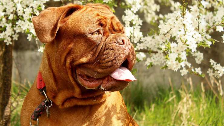 Razze di cani compatibili col Dogue de Bordeaux