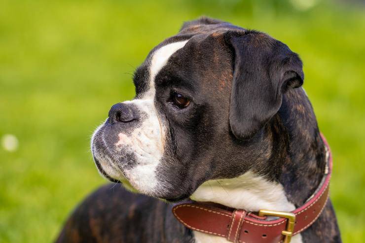 Cane si rilassa all'aperto