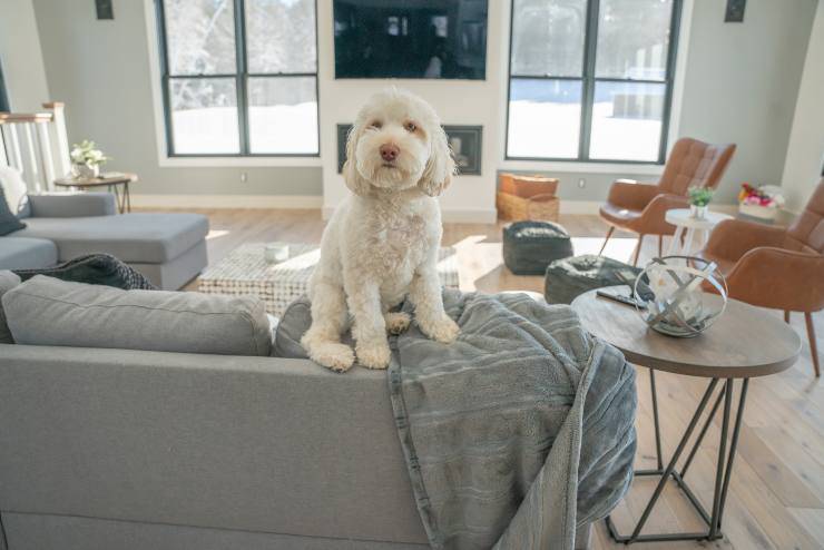 Il cane resta solo in casa