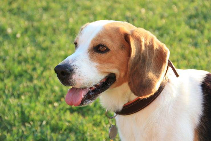 Razze canine che si affezionano molto