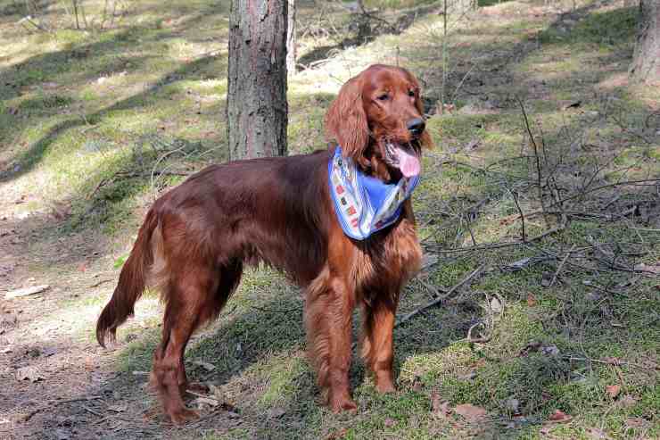 Il cagnolino si avventura