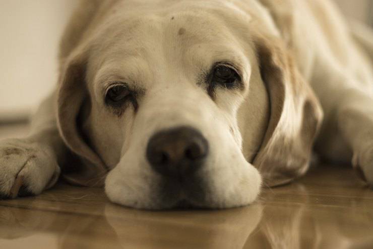 Cane annoiato nella casa
