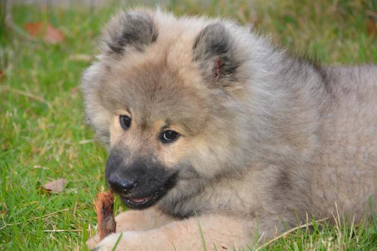 Il comportamento del cane