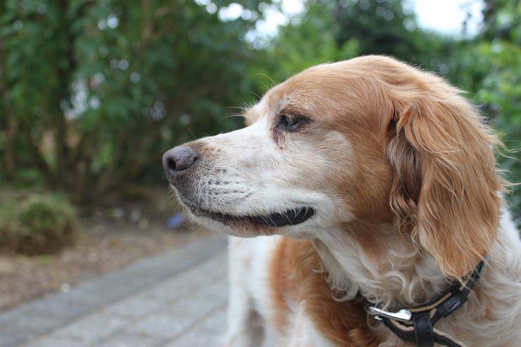 con quali cani va d'accordo l'Epagneul Breton Epagneul Breton