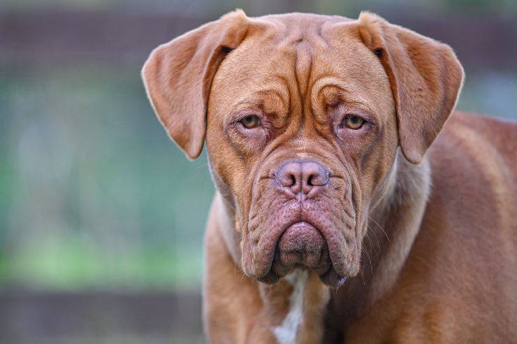 Adottare un Dogue de Bordeaux