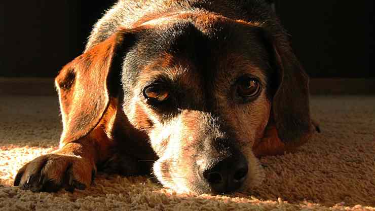 Cane addolorato (Foto Pixabay)