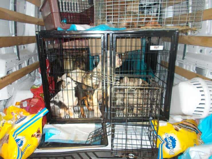 32 animali trovati in un furgone rubato fermato dalla polizia (Foto Facebook)
