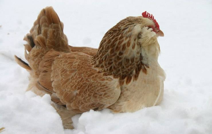 gallina faverolles