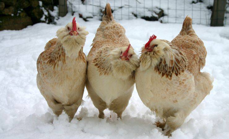 gallina faverolles