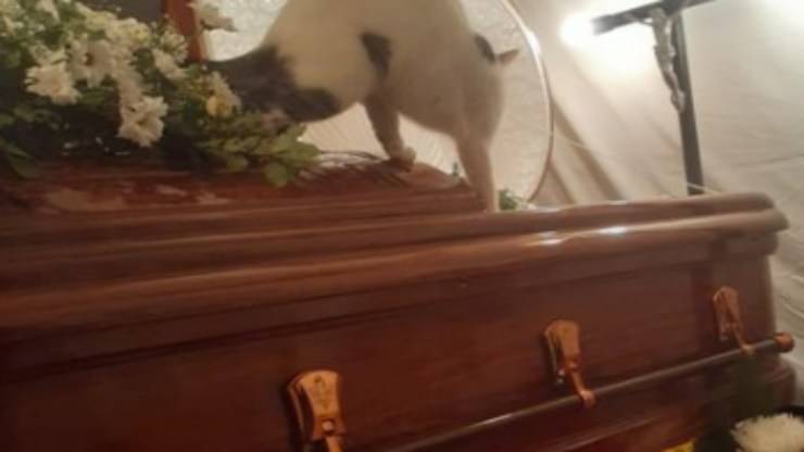La tristezza del micio (Foto video)