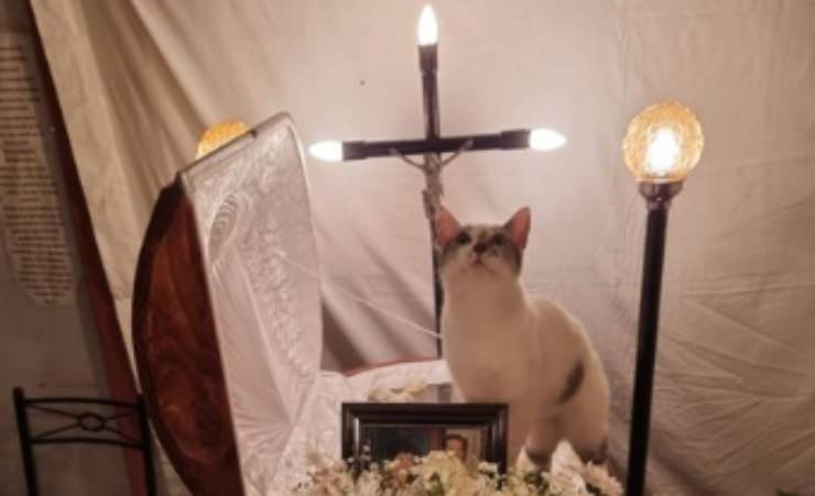 il gatto vicino alla padrona defunta (Foto video)