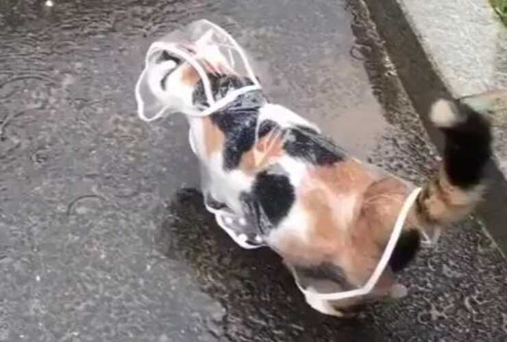 Impermeabile gatti fai da te