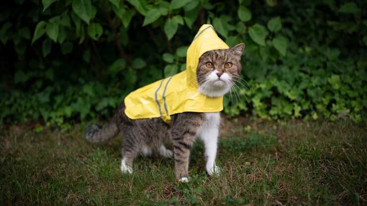Impermeabile gatti fai da te