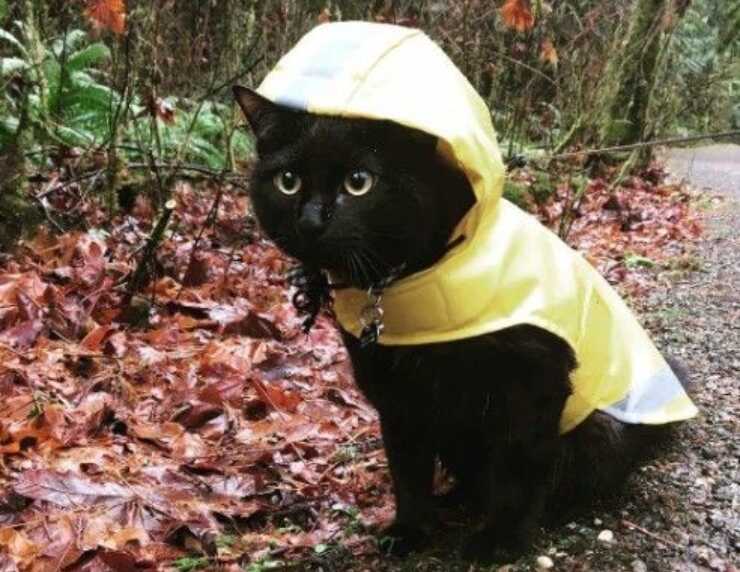Impermeabile gatti fai da te