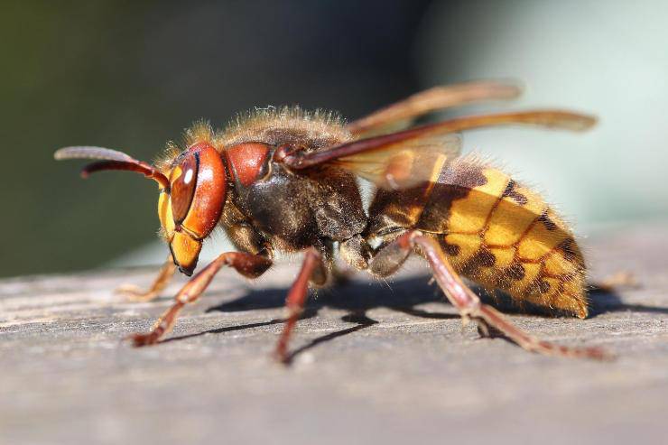 Metodi per tenere lontane le vespe