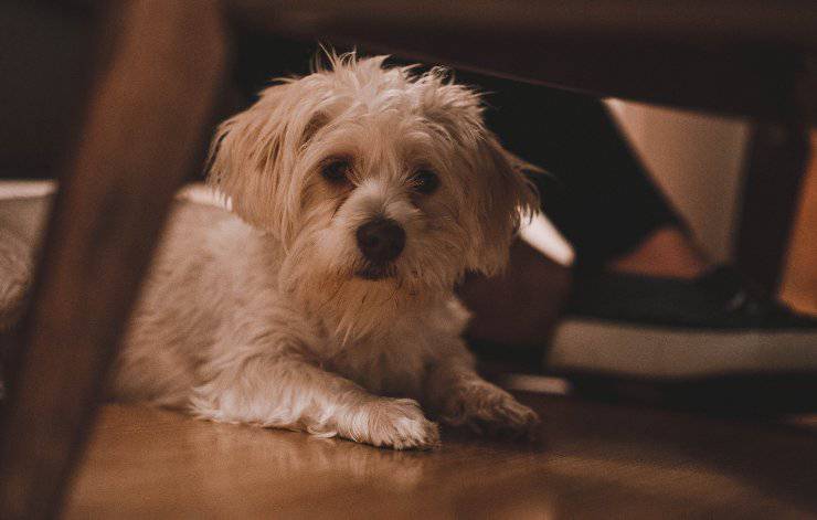 Il cane si mette sotto il tavolo Il cane si mette sotto il tavolo