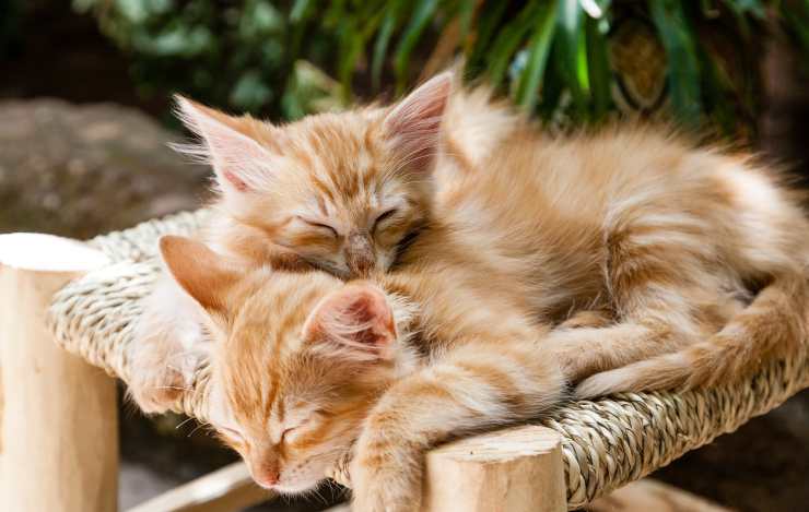 gattini (Foto Pixabay)
