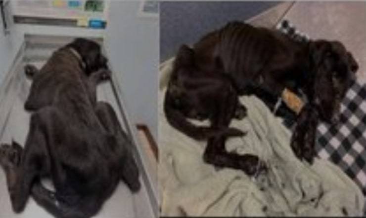 Cane ridotto talmente male da non camminare: proprietario arrestato