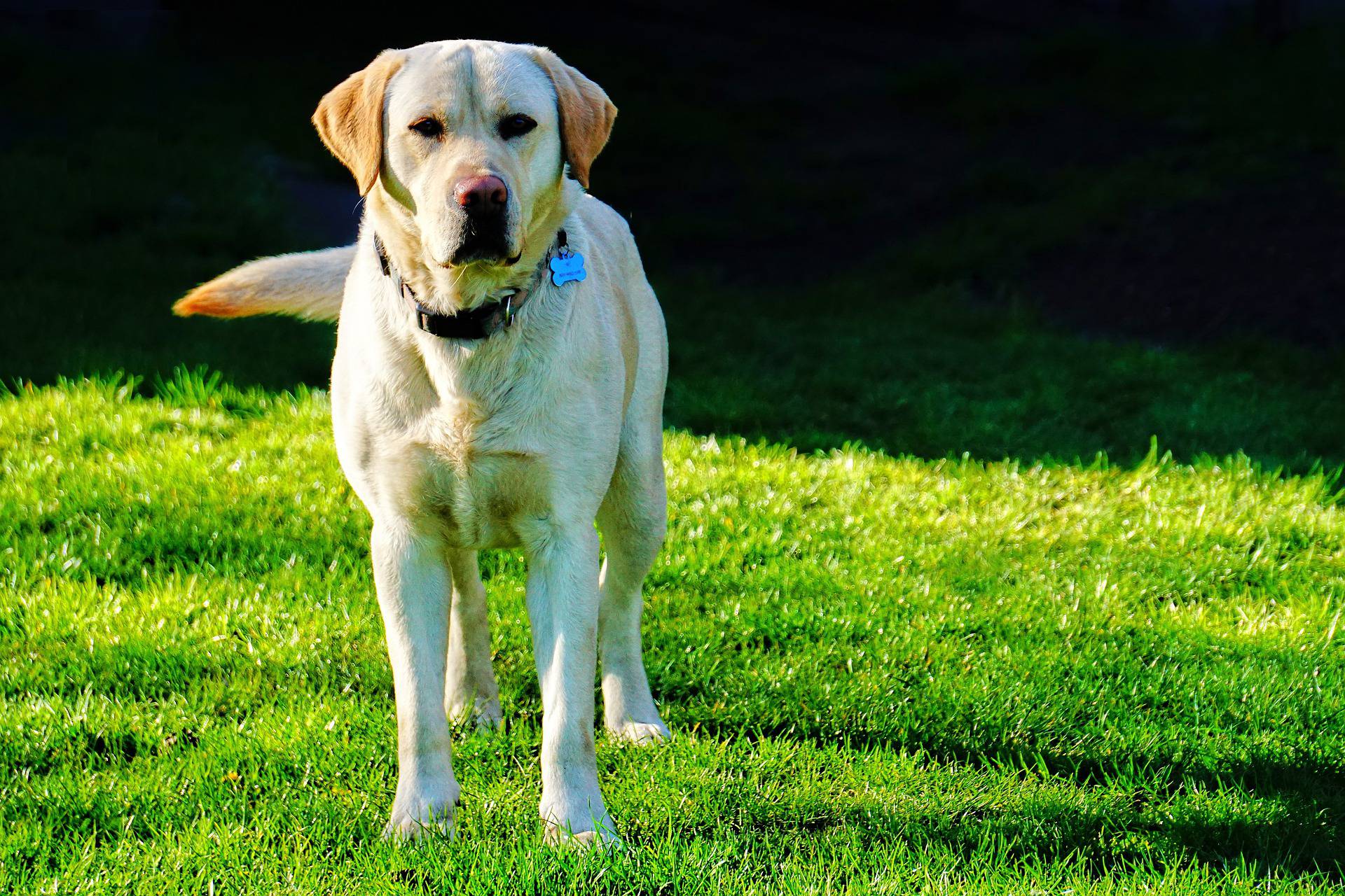 Le razze di cani per bimbi iperattivi