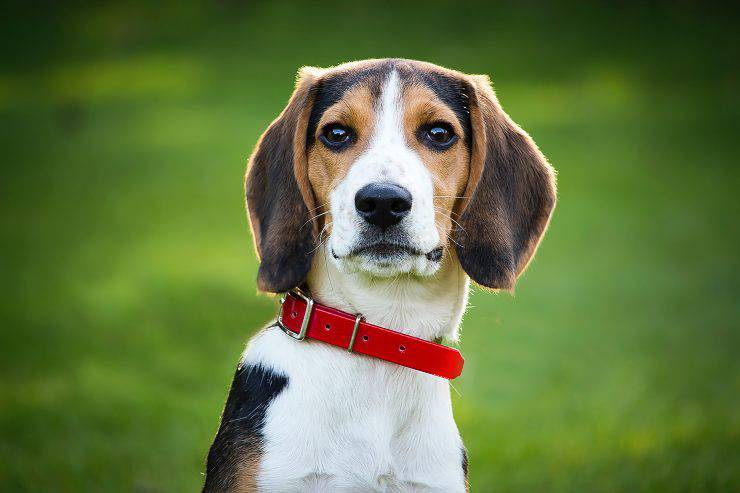 Il cane osserva