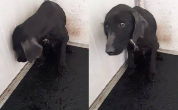 cane maltrattato digiuno non sa cacciare