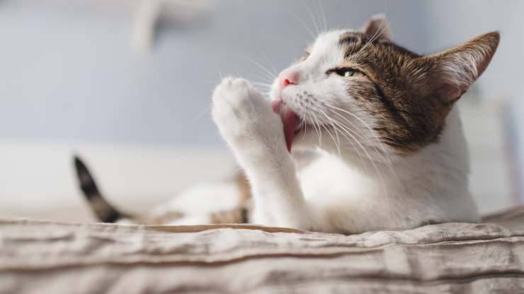 perché i gatti si lavano prima di dormire 