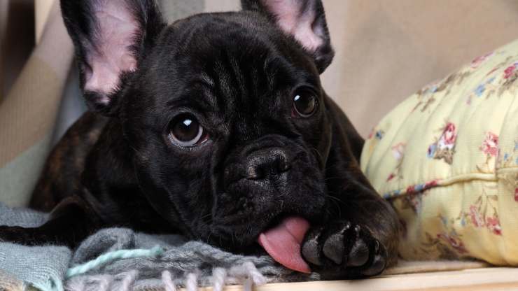 perché il cane si lecca di notte