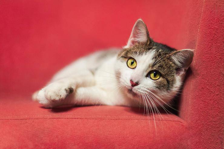 Il felino graffia sempre le sedie