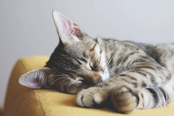 Il micio ha molto sonno