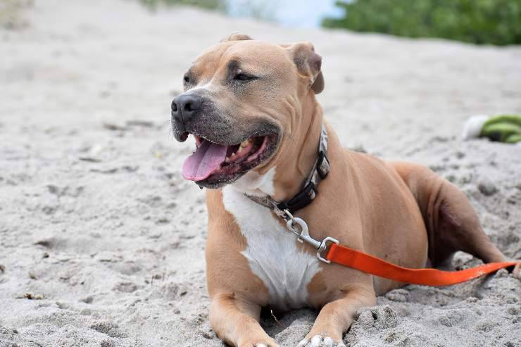 Fido riposa al mare