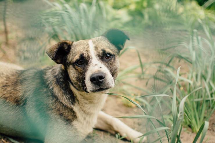 Crisi epilettiche nel cane