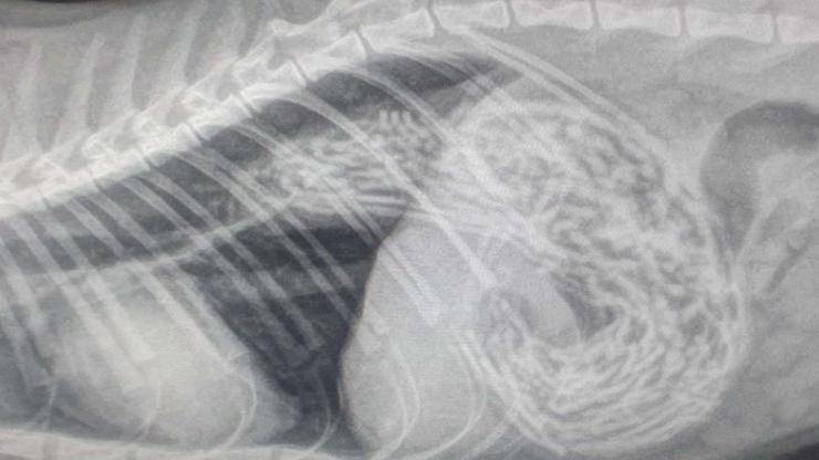 Radiografia (Foto Facebook)