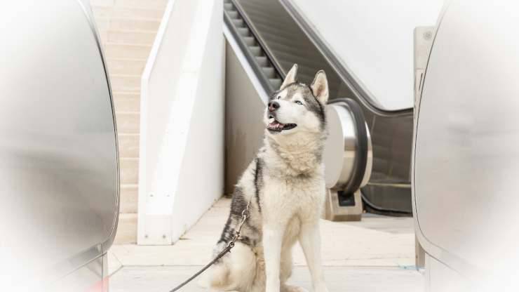 scale mobili pericolose per cani