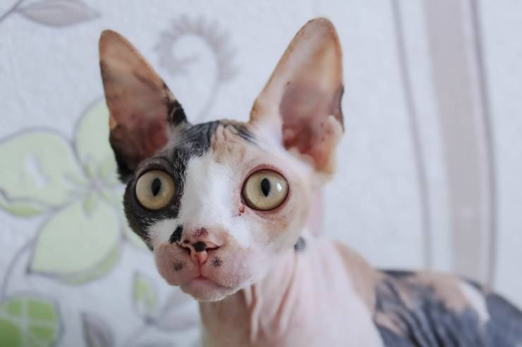 Il felino osserva curioso